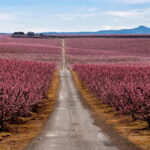 Barcelona: Cherry Blossoms and Montserrat Tour - Exploring Montserrat: Catalonia’s Sacred Mountain
