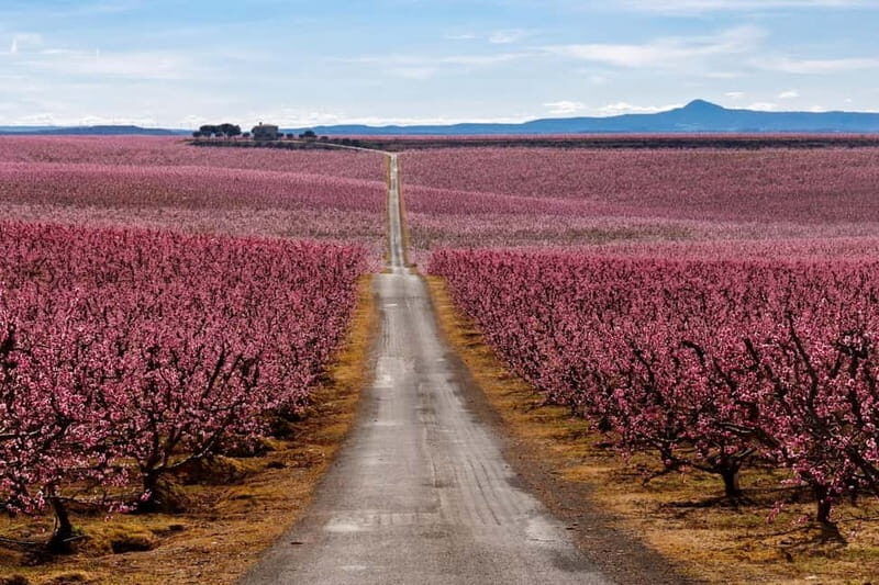 Barcelona: Cherry Blossoms and Montserrat Tour - Exploring Montserrat: Catalonia’s Sacred Mountain