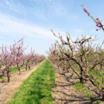 Barcelona: Cherry Blossoms in Aitona & Lunch Tour - What Makes This Tour Stand Out?