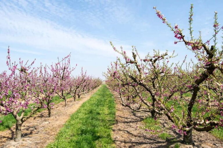 Barcelona: Cherry Blossoms in Aitona & Lunch Tour - What Makes This Tour Stand Out?
