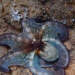 Barcelona: Costa Brava Kayak & Snorkeling Small Group Tour - The Itinerary and What It Means for You