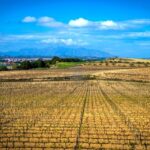 Barcelona: Guided Half-Day Wine and Electric Bike Tour - The Experience in Detail
