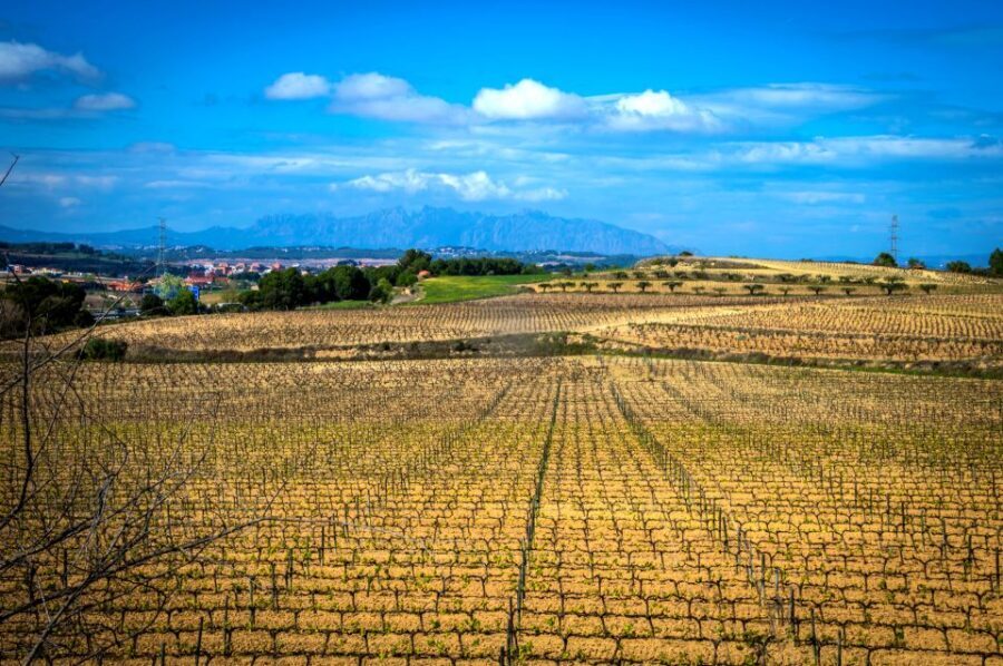 Barcelona: Guided Half-Day Wine and Electric Bike Tour - The Experience in Detail