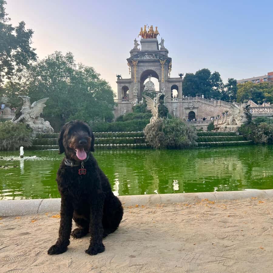 Barcelona: Hidden Gems Walking Tour with a Local & Dog - The Human Touch: Guides and the Dog