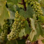 Barcelona: Priorat Wine Tour 2 Wine Tastings + 3 Course Meal - Who Would Love This Tour?