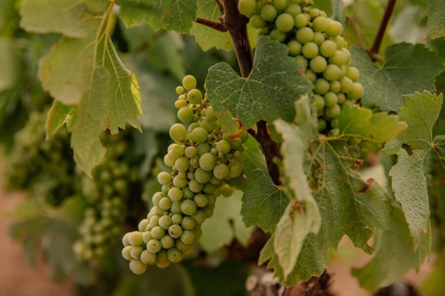 Barcelona: Priorat Wine Tour 2 Wine Tastings + 3 Course Meal - Who Would Love This Tour?