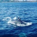 Barcelona: Sailing tours with open bar and snacks - The Highlights and Why They Matter