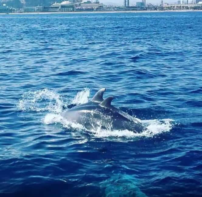 Barcelona: Sailing tours with open bar and snacks - The Highlights and Why They Matter