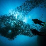 BARCELONA: SCUBA DIVING INITIATION - Dive in and experience underwater adventures - 2 hours - The Sum Up
