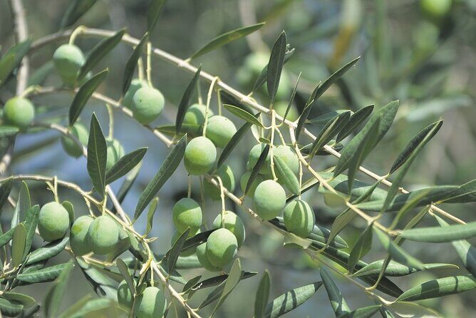 Be a Local: Private Tour from Olive Harvest to Culinary Delight - What Travelers Are Saying (Based on Available Feedback)
