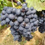 Beaujolais wine route, private tour from Lyon - An In-Depth Look at the Beaujolais Private Tour