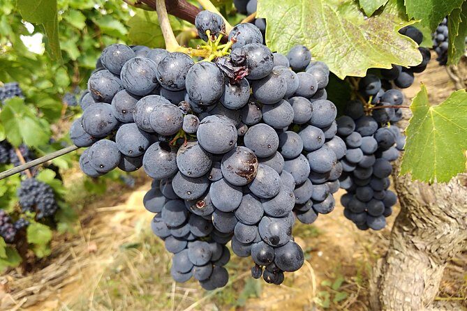 Beaujolais wine route, private tour from Lyon - An In-Depth Look at the Beaujolais Private Tour