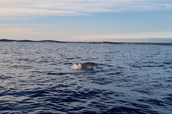 Beautiful Sunset and Dolphin Watching - Who Should Consider This Tour?