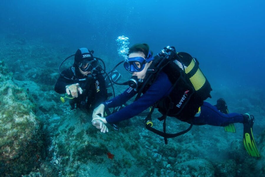 Beginner Scuba Dive with Scubapoint Tenerife in Turtle Area - An In-Depth Look at the Experience