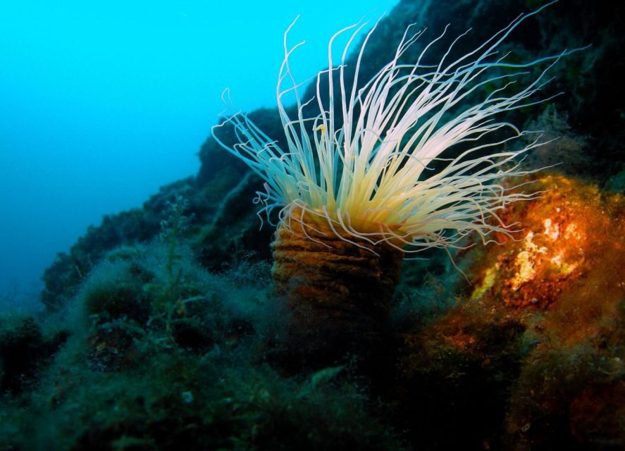 Beli - Discovery dive - What You Can Expect During Your Dive