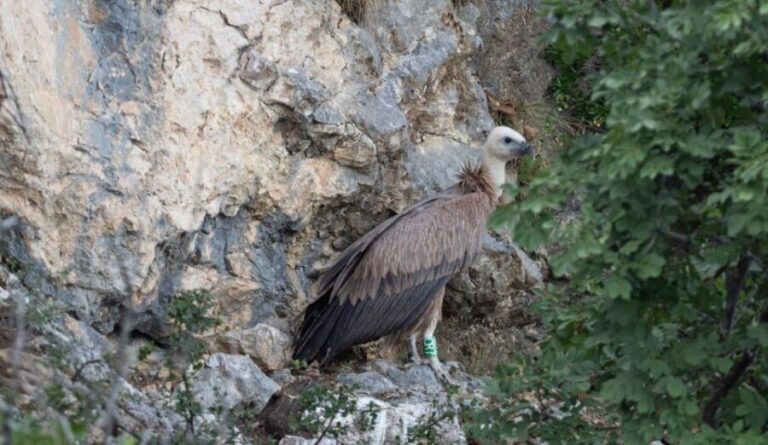 Beli - Griffon Vultures Bird Watching Boat Trip - The Experience Providers and Booking Details