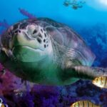 Benalmadena Aquarium Visit - Who Will Love This Aquarium?