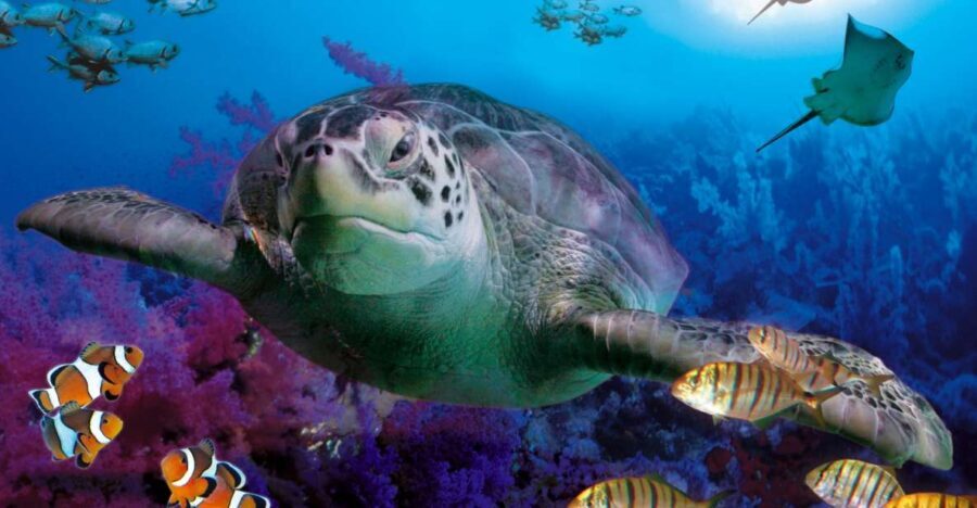 Benalmadena Aquarium Visit - Who Will Love This Aquarium?