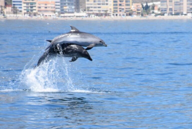 Benalmadena: Dolphin Watching Boat Tour - Practical Tips for Your Dolphin Watching Trip