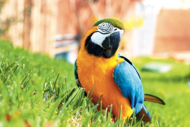 Benidorm: Mundomar Animal Park Entrance Ticket - Final Thoughts: Who Will Love Mundomar?