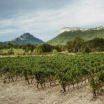 Bertrand Bosc wine and food tour in Pic St Loup - FAQ