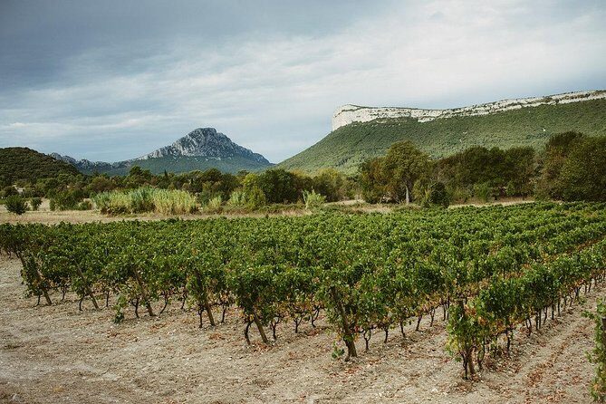 Bertrand Bosc wine and food tour in Pic St Loup - FAQ