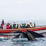 Big Whales & Puffins RIB boat tour from Húsavík - Frequently Asked Questions