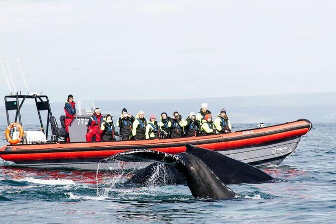 Big Whales & Puffins RIB boat tour from Húsavík - Frequently Asked Questions
