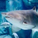 Bioparc Aquarium of Gijon Entry Ticket - Who Will Love This Experience?