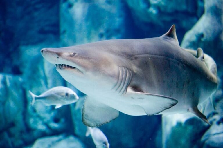 Bioparc Aquarium of Gijon Entry Ticket - Who Will Love This Experience?