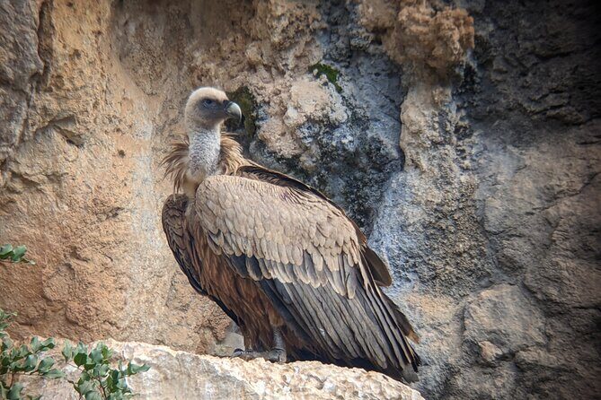Birding Costa del Sol Day tour - Who Would Enjoy This Tour?