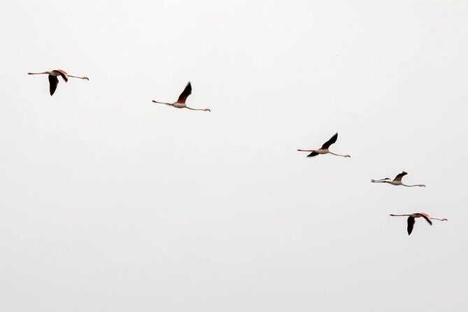 Birdwatching Boat Tour so close to Lisbon - An In-Depth Look at the Birdwatching Boat Tour