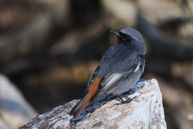Birdwatching in Ronda and Grazalema - A Detailed Look at the Itinerary