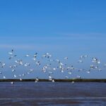 Boat Tour - Bird Observation in the Tejo Nature Reserve - The Value of this Experience