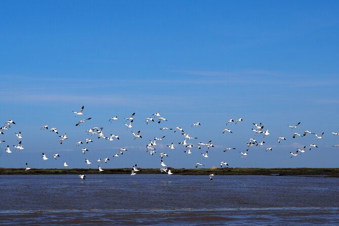 Boat Tour - Bird Observation in the Tejo Nature Reserve - The Value of this Experience