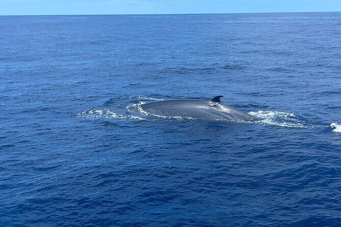 Boat trip along the Northwest Coast of La Palma - Final Thoughts