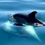 Boat Trip for Dolphin Watching along the Arrabida Coast and Sesimbra - In-Depth Review of the Dolphin Watching Boat Trip