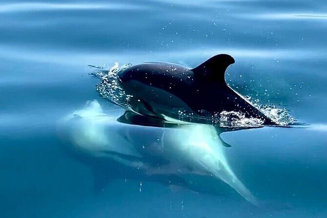 Boat Trip for Dolphin Watching along the Arrabida Coast and Sesimbra - In-Depth Review of the Dolphin Watching Boat Trip