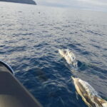 Boat trips to Corvo Island - An in-depth look at the Corvo Island boat trip