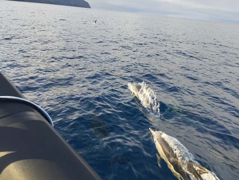 Boat trips to Corvo Island - An in-depth look at the Corvo Island boat trip