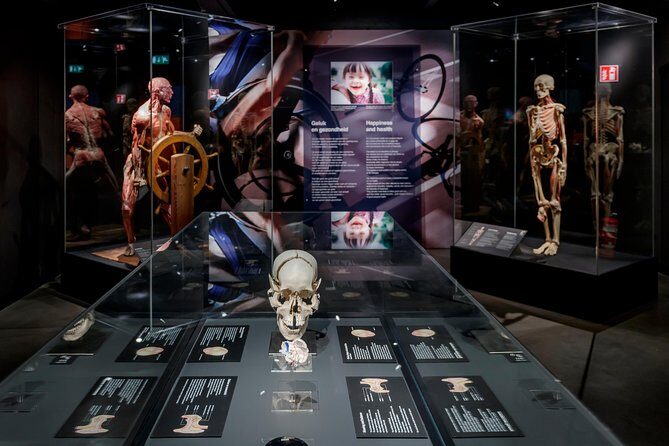 Body Worlds Amsterdam Fast-lane Ticket - The Value of Your Ticket and Why It’s Worth It