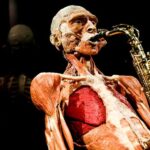 Body Worlds Amsterdam: The Happiness Project Ticket - What Visitors Say: Authentic Perspectives