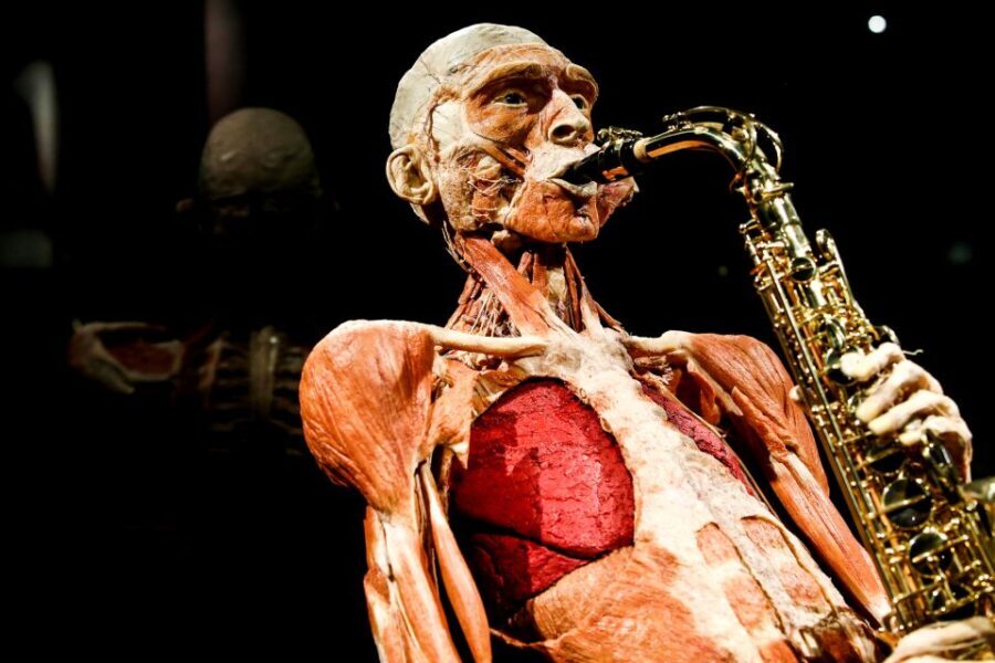 Body Worlds Amsterdam: The Happiness Project Ticket - What Visitors Say: Authentic Perspectives