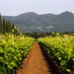 Bolgheri: Classic Wine Tasting with Winery Tour - Authentic Experiences and What Travelers Say