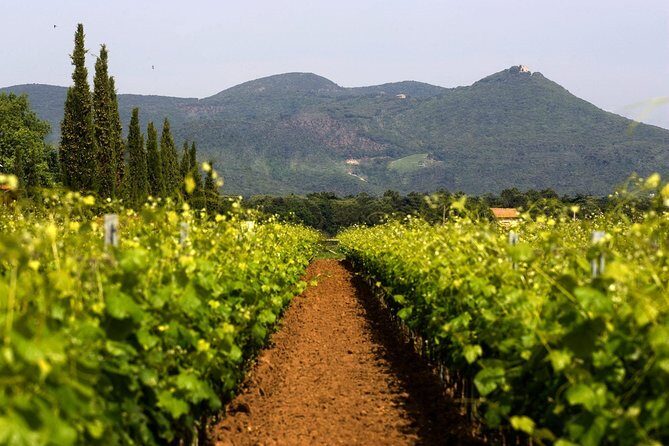 Bolgheri: Classic Wine Tasting with Winery Tour - Authentic Experiences and What Travelers Say