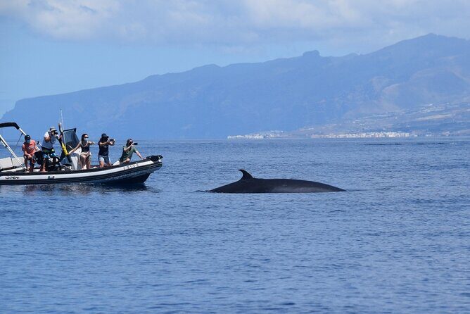 Bonadea II Ecological Whale Watching, 2 hours - FAQ