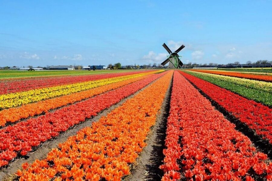 Brussels: Keukenhof, Tulips, and Delft Day Trip - A Detailed Look at the Tour
