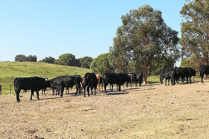 Bull Breeding Farm: Guided Half-Day Tour from Seville - Final Thoughts