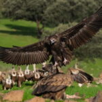 Cáceres: Monfrague Wildlife Full-Day Tour - The Highlights of the Itinerary