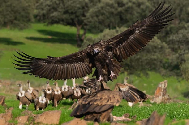 Cáceres: Monfrague Wildlife Full-Day Tour - The Highlights of the Itinerary